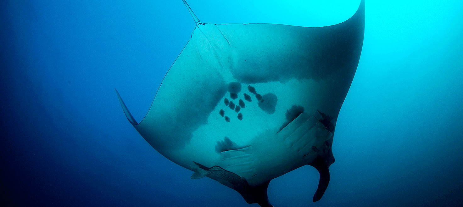 bali-indonesien-dykkerrejser-dykkerdestination-mantaray.png