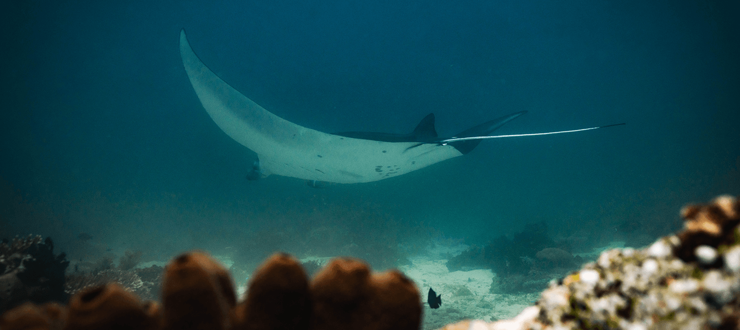 borneo-dykkerrejser-dykning-mantaray.png