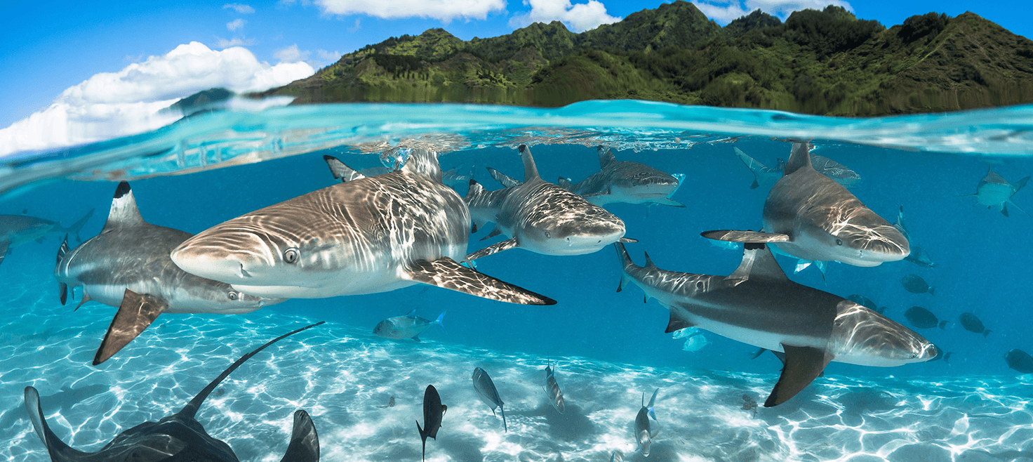 fransk-polynesien-hajer.png