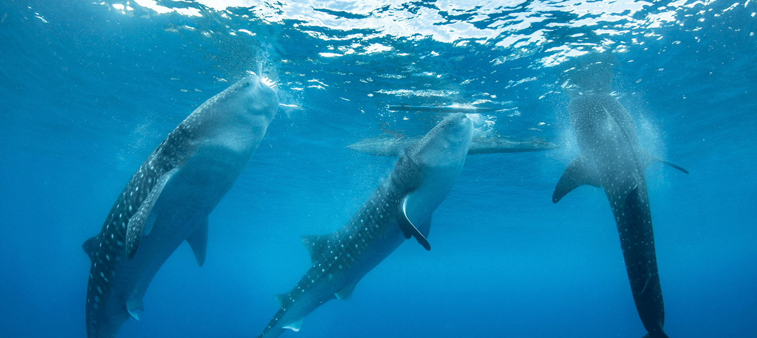 havets-dyr-dykkerejser-hvalhajer.png
