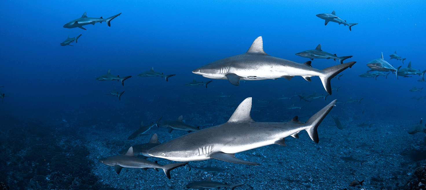 havets-dyr-hajer.png