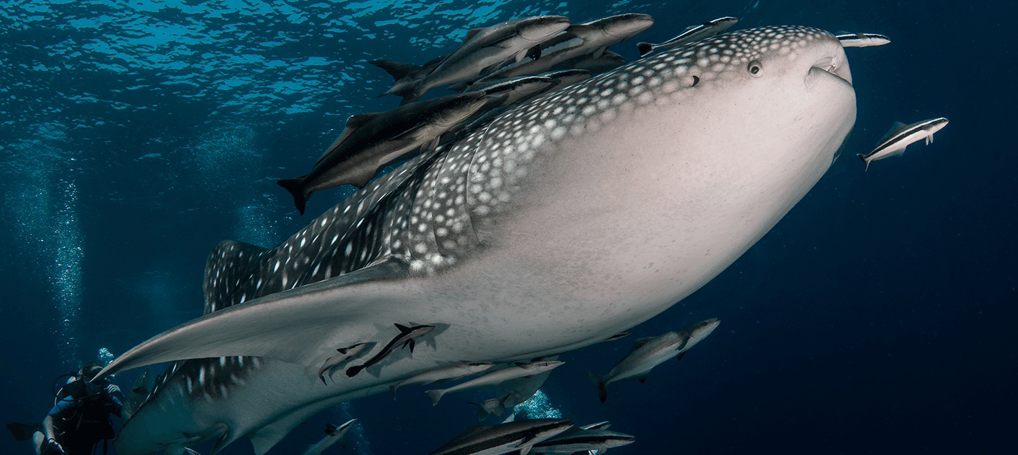 hvalhaj-dykker.png