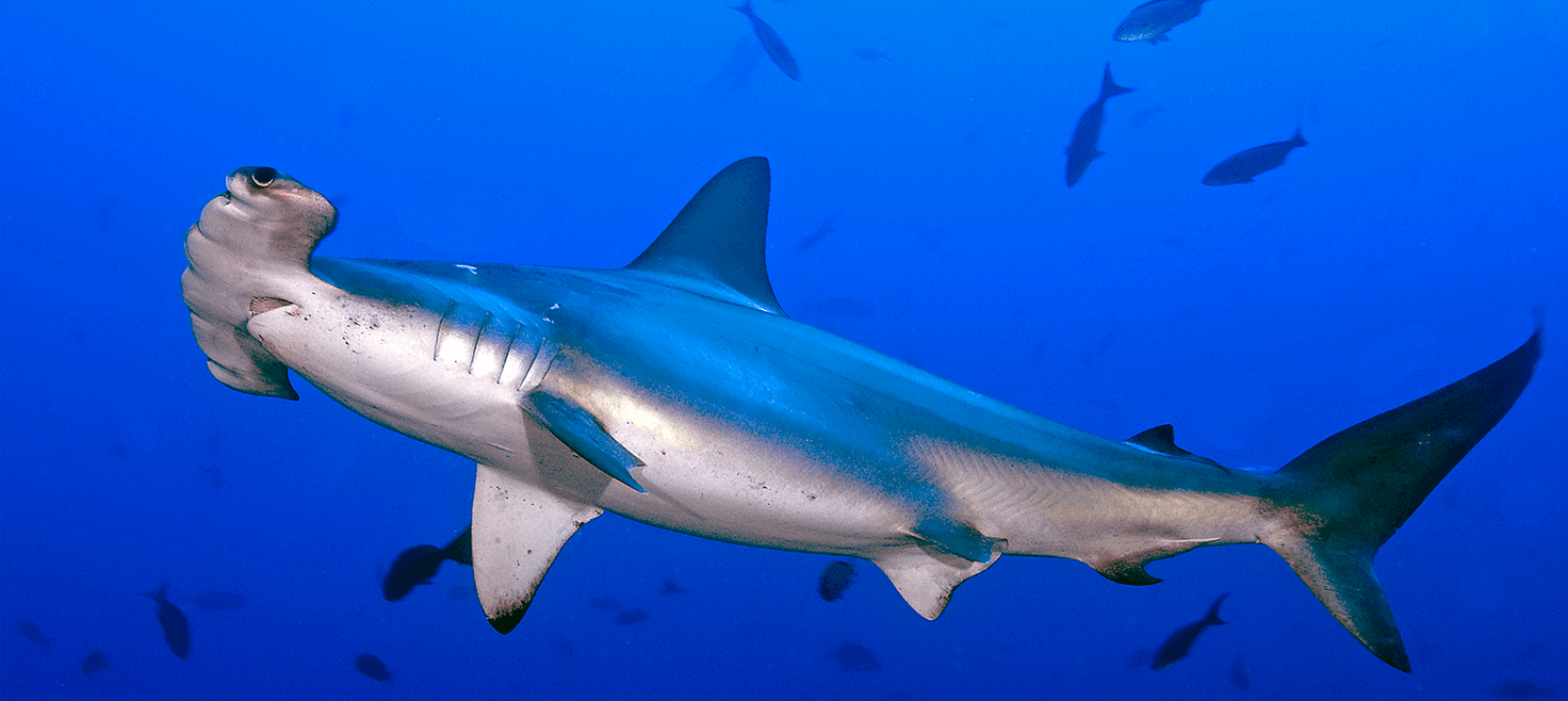liveaboard-egypten-dykkerrejse-hammerhaj.png