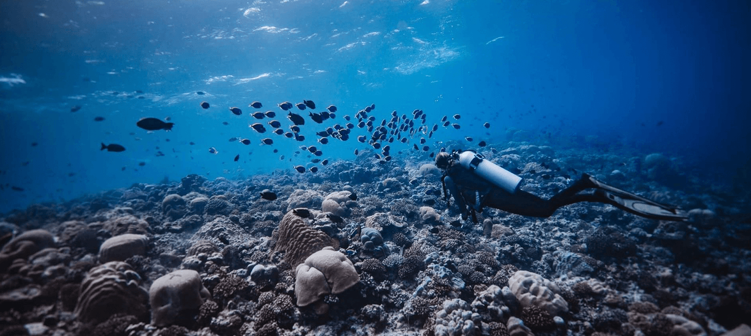 maldiverne-dykkerrejse-bountyøer-koraller-dykker.png