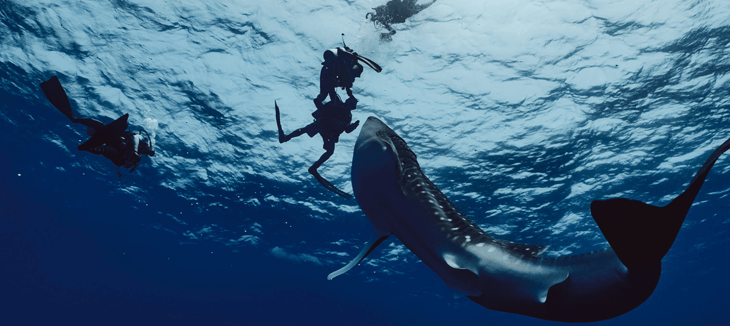 maldiverne-dykkerrejse-bountyøer-koraller-dykker-hvalhaj.png