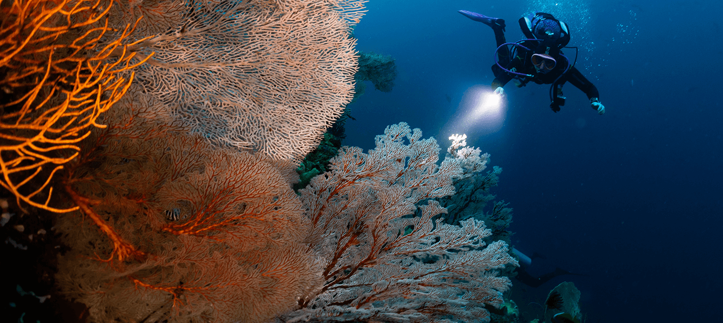 raja-ampat-dykning-dykkerrejser-koraller-2.png