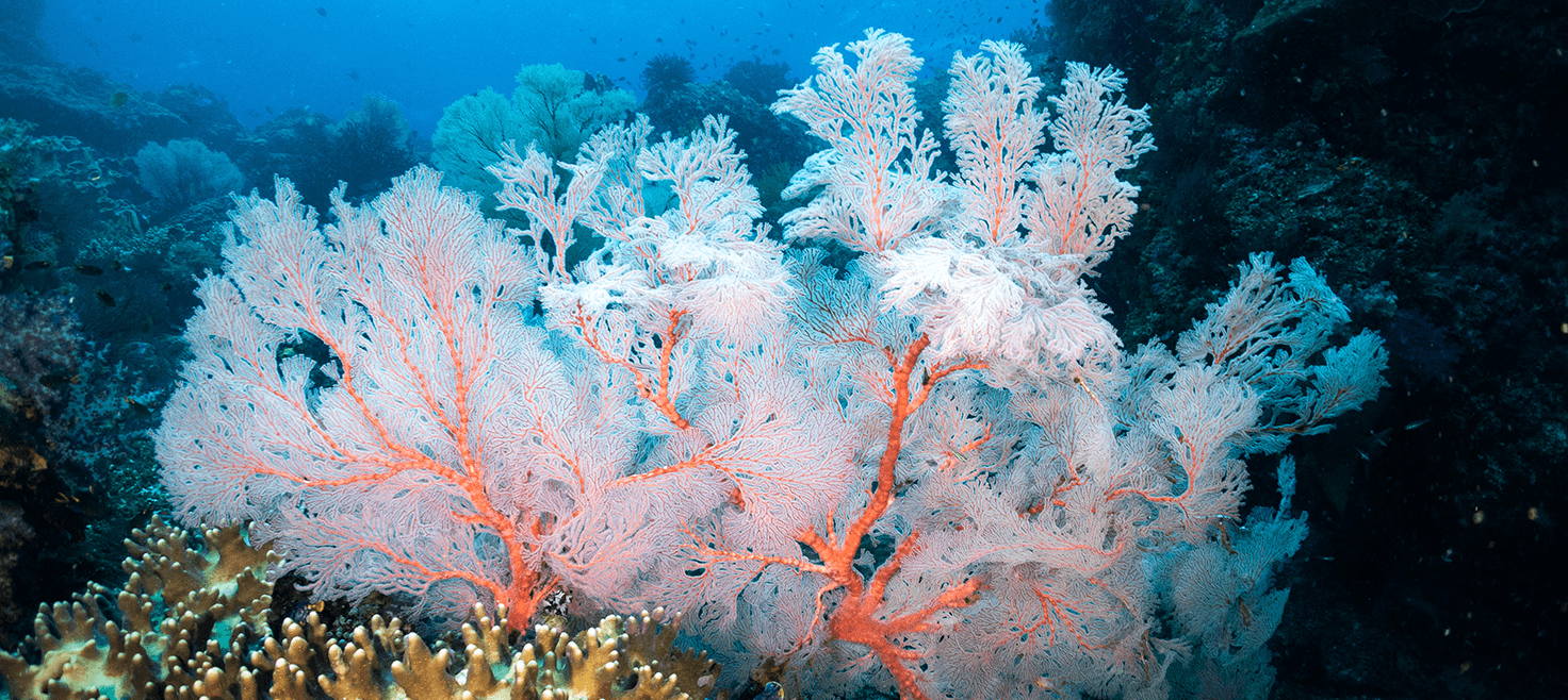 raja-ampat-dykning-dykkerrejser-koraller.png