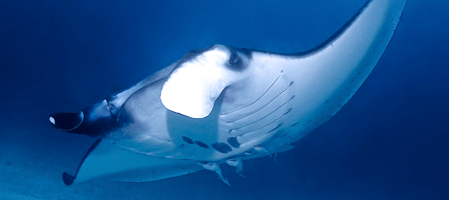raja-ampat-mantarokker.png