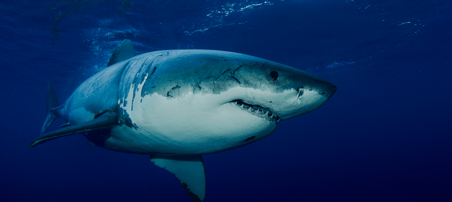 sydafrika-hajer-hvidhajer-dykning.png